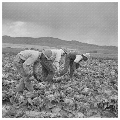 Japanese - Americans Harvesting Lettuce San Benito 1942 - Available at KNOWOL