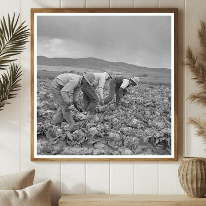 Japanese - Americans Harvesting Lettuce San Benito 1942 - Available at KNOWOL