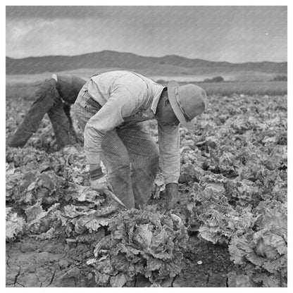 Japanese - Americans Harvesting Lettuce San Benito County 1942 - Available at KNOWOL