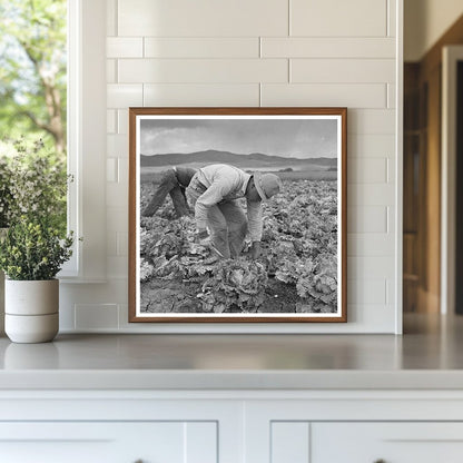 Japanese - Americans Harvesting Lettuce San Benito County 1942 - Available at KNOWOL