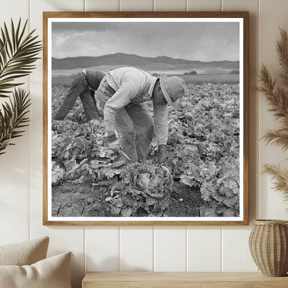 Japanese - Americans Harvesting Lettuce San Benito County 1942 - Available at KNOWOL