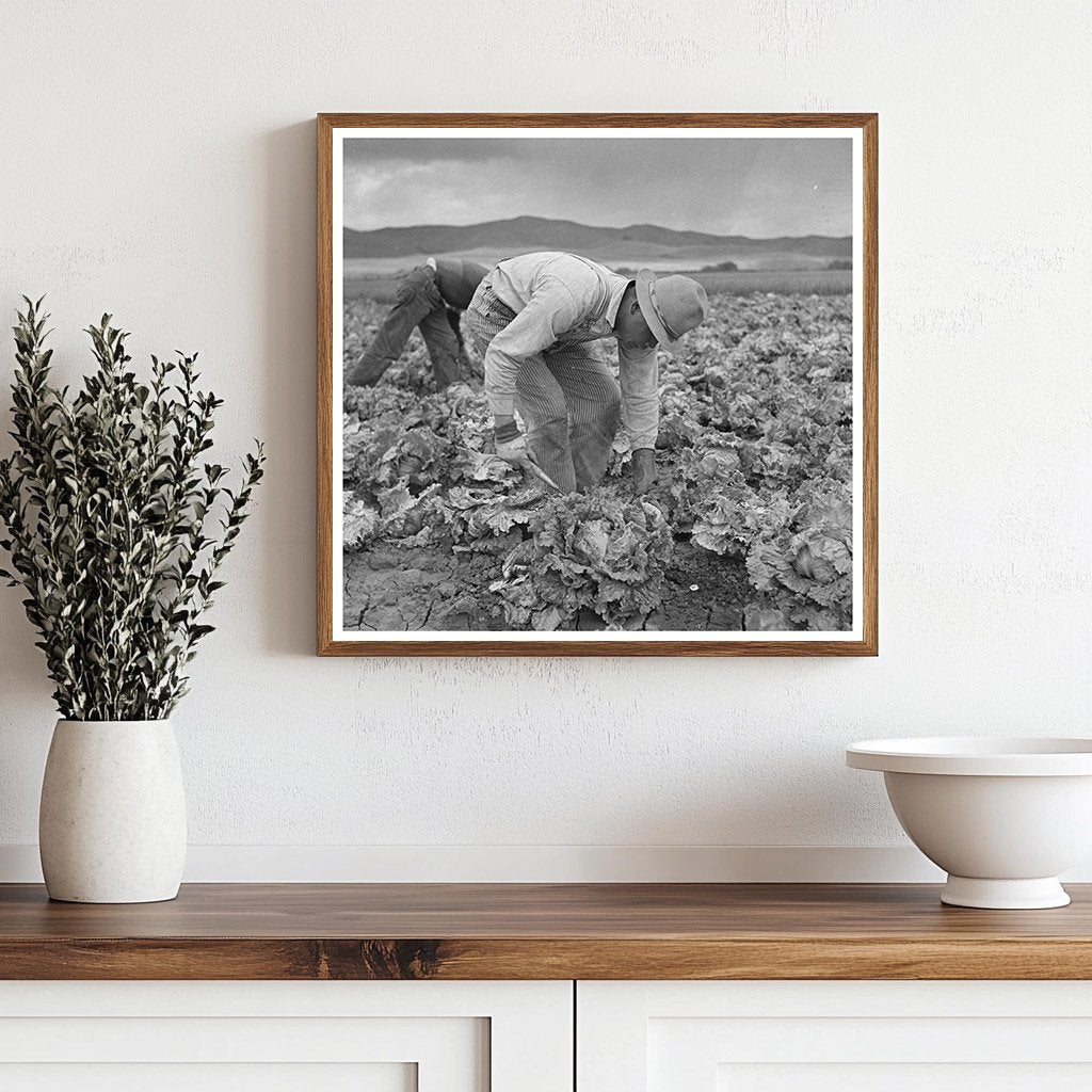 Japanese - Americans Harvesting Lettuce San Benito County 1942 - Available at KNOWOL