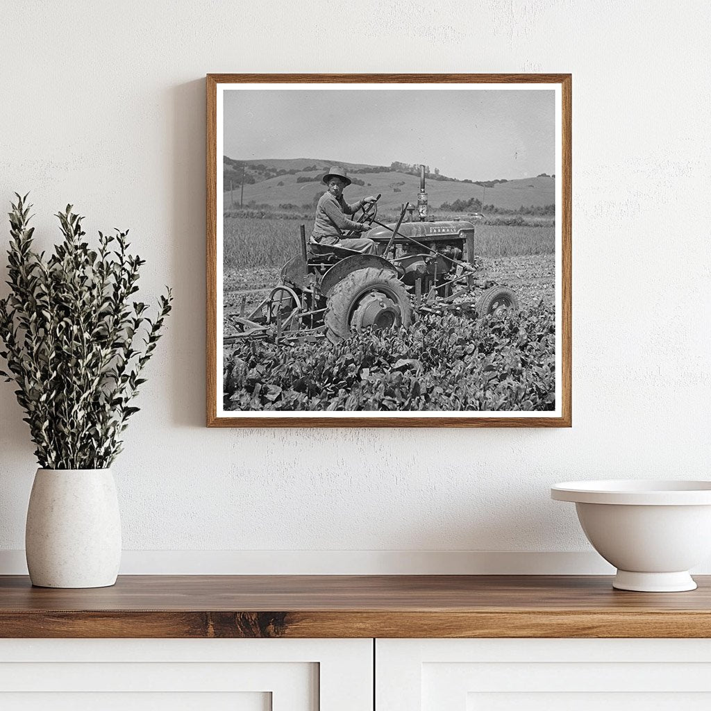 Japanese - Americans Harvesting Spinach in 1942 California - Available at KNOWOL