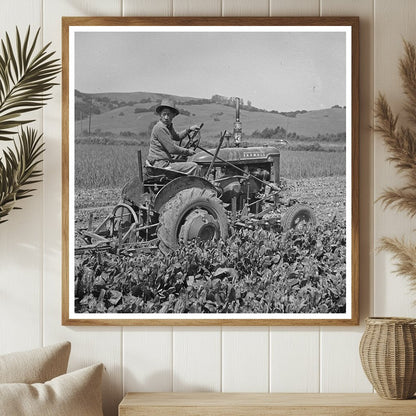 Japanese - Americans Harvesting Spinach in 1942 California - Available at KNOWOL