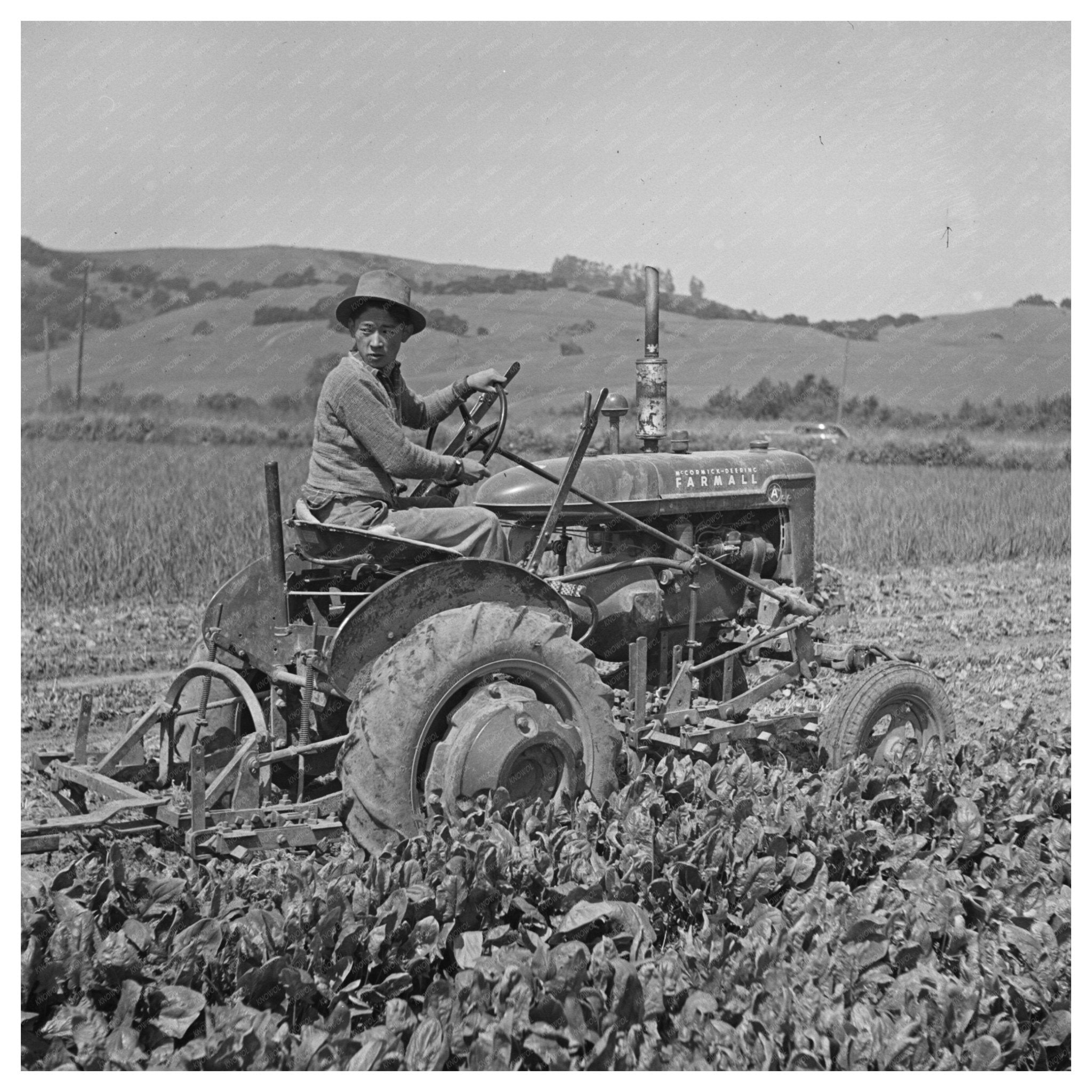 Japanese - Americans Harvesting Spinach in 1942 California - Available at KNOWOL