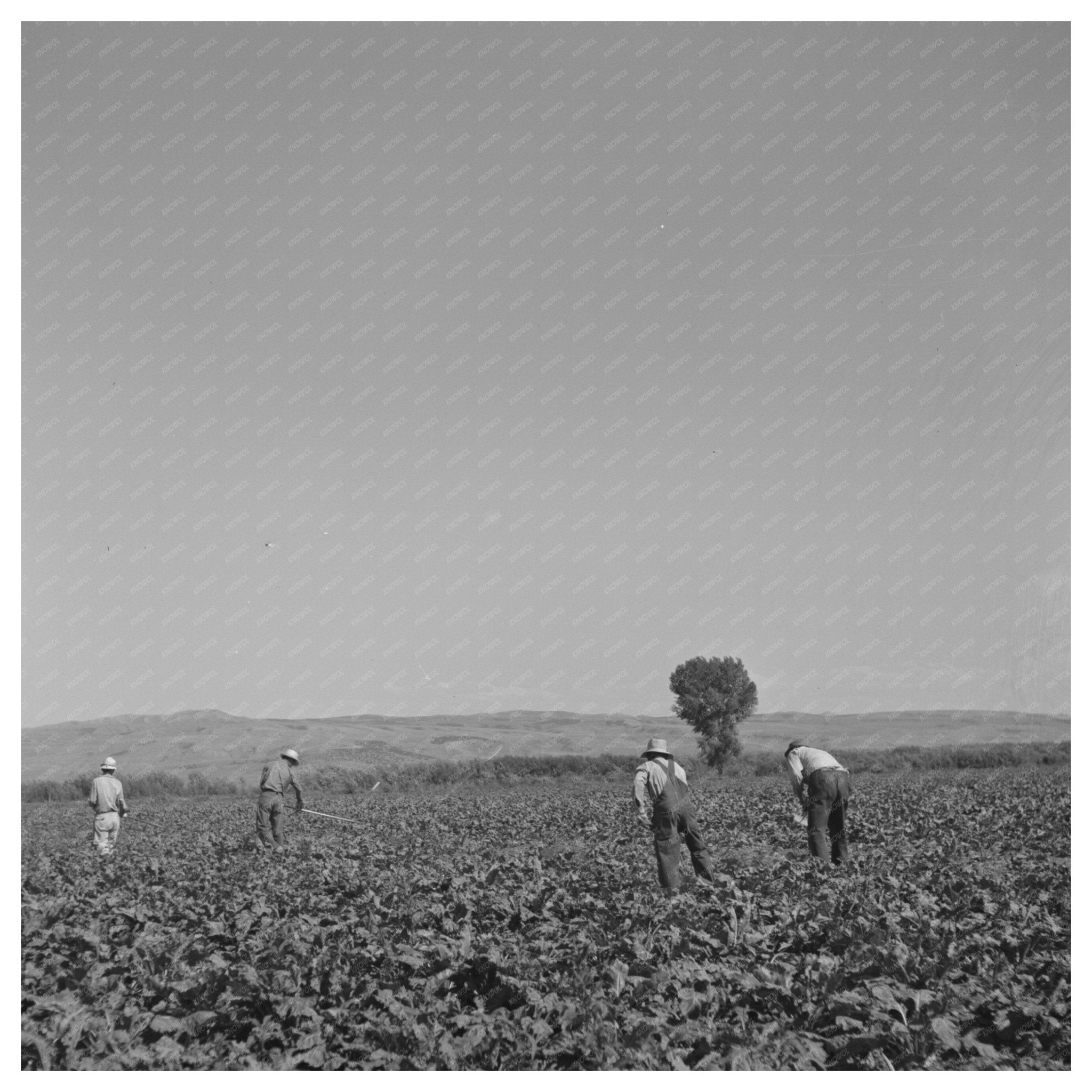 Japanese - Americans Hoeing Sugar Beets Shelley Idaho 1942 - Available at KNOWOL