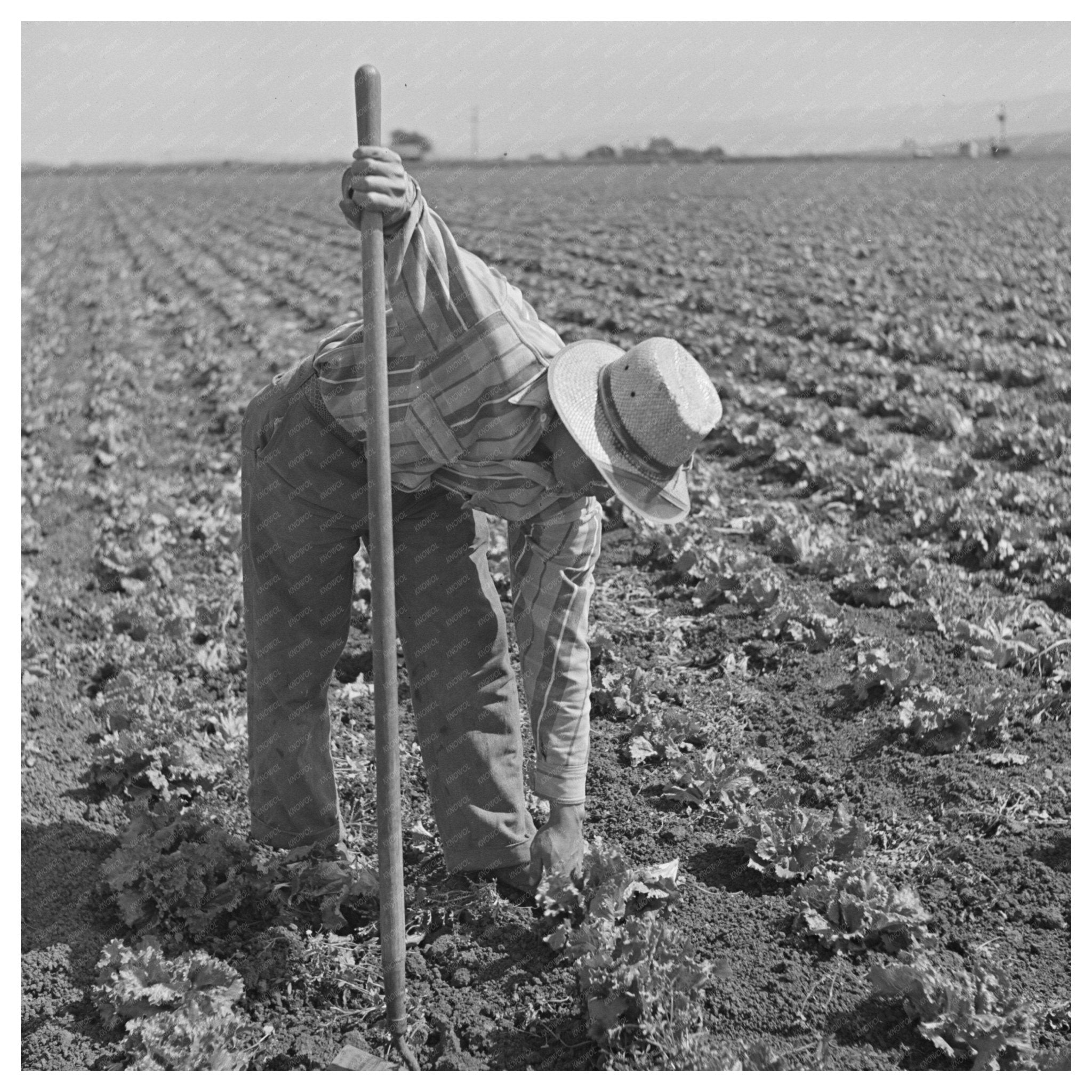 Japanese - Americans in San Benito County May 1942 - Available at KNOWOL