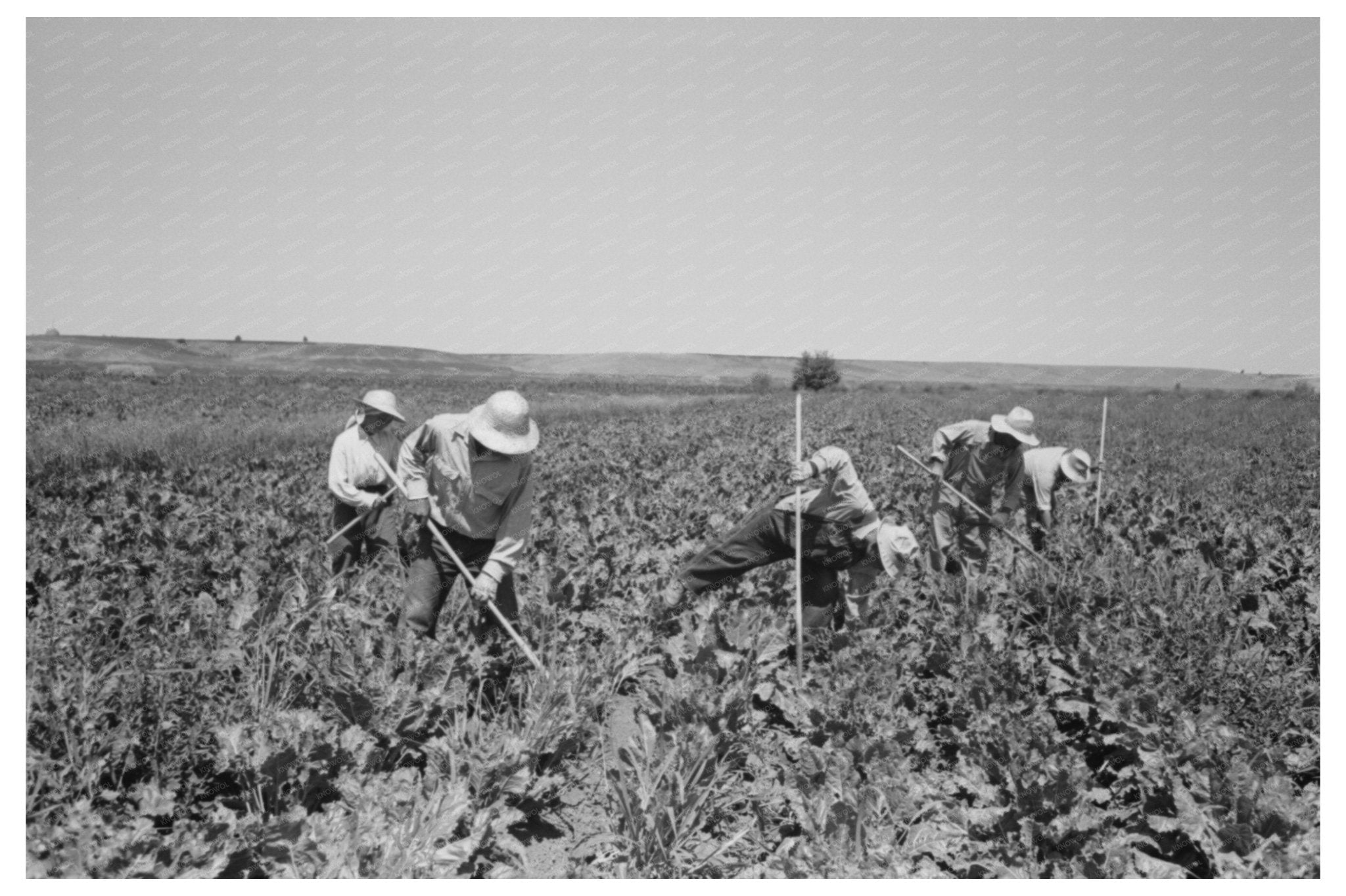 Japanese - Americans in Sugar Beet Fields Nyssa Oregon 1942 - Available at KNOWOL