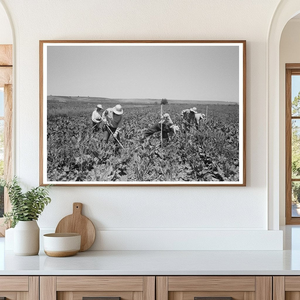 Japanese - Americans in Sugar Beet Fields Nyssa Oregon 1942 - Available at KNOWOL