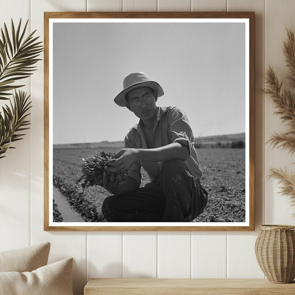 Japanese - Americans Transplanting Celery Malheur County 1942 - Available at KNOWOL