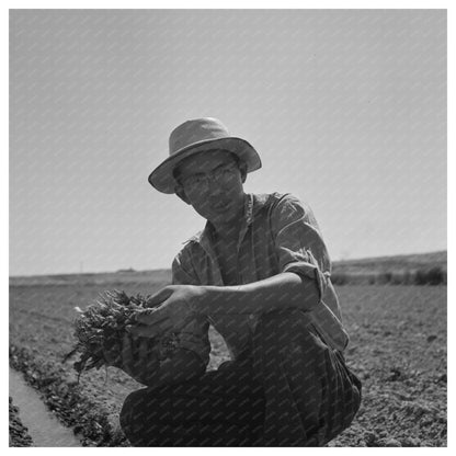 Japanese - Americans Transplanting Celery Malheur County 1942 - Available at KNOWOL