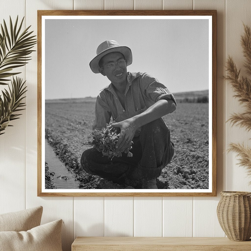 Japanese - Americans Transplanting Celery Oregon 1942 - Available at KNOWOL