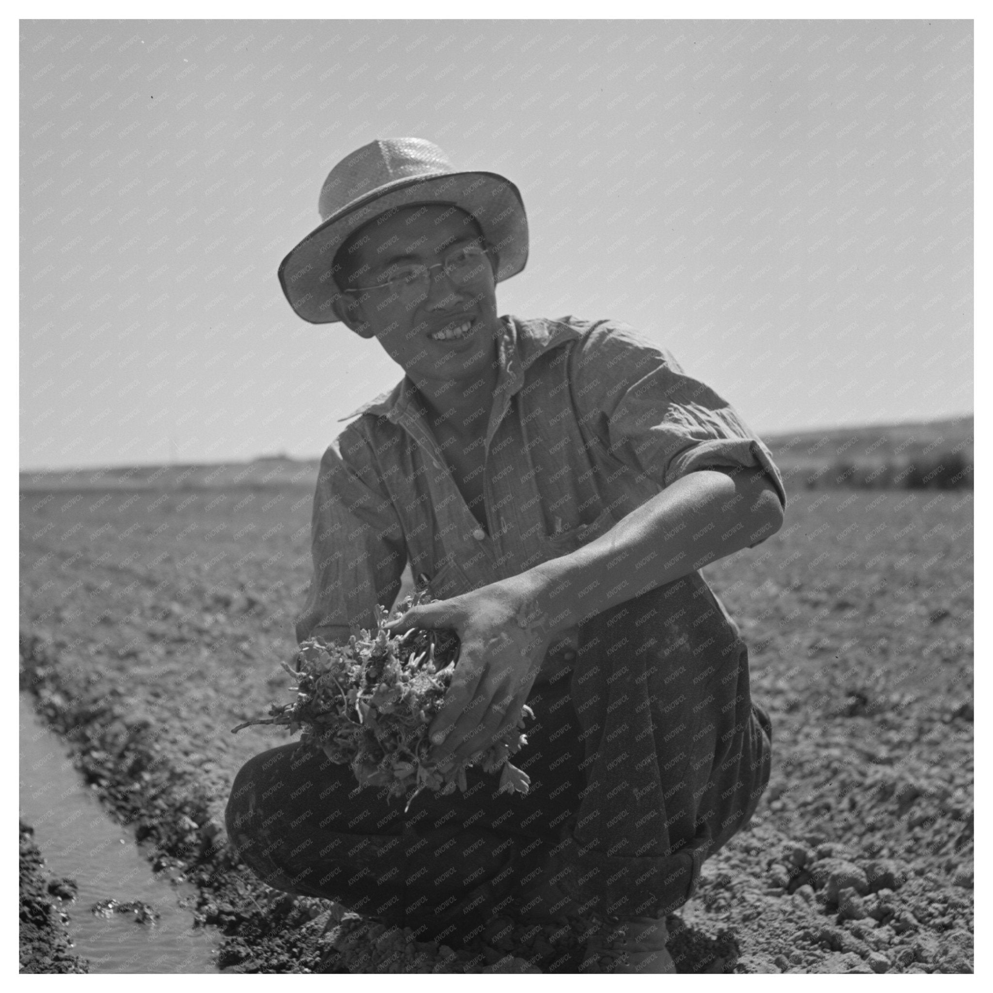 Japanese - Americans Transplanting Celery Oregon 1942 - Available at KNOWOL