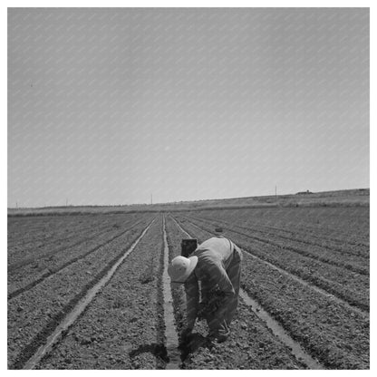 Japanese Americans Transplanting Celery Oregon July 1942 - Available at KNOWOL