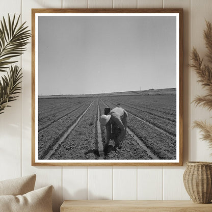 Japanese Americans Transplanting Celery Oregon July 1942 - Available at KNOWOL