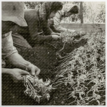 Japanese Americans Transplanting Tomatoes April 1942 - Available at KNOWOL