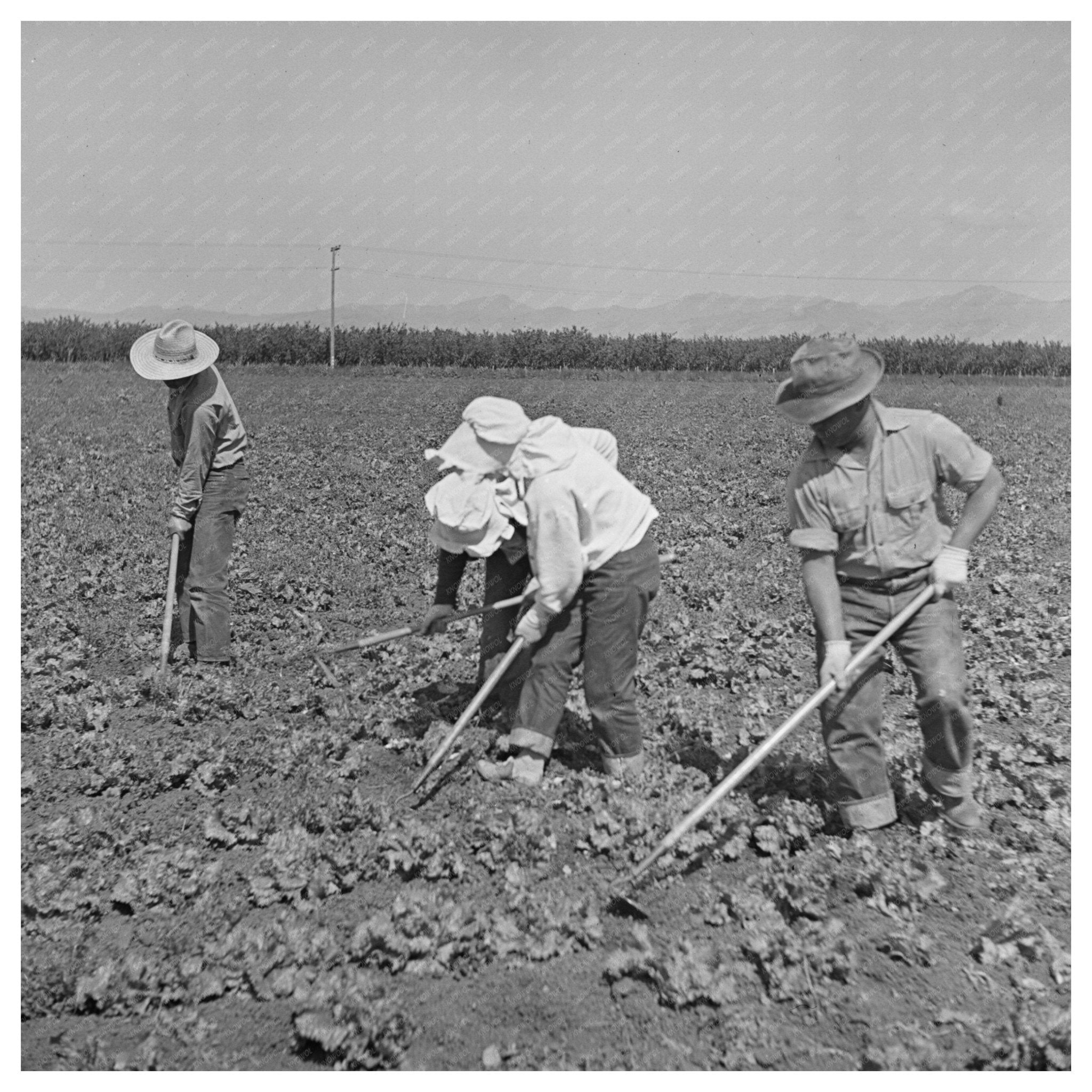 Japanese - Americans Working in San Benito County 1942 - Available at KNOWOL