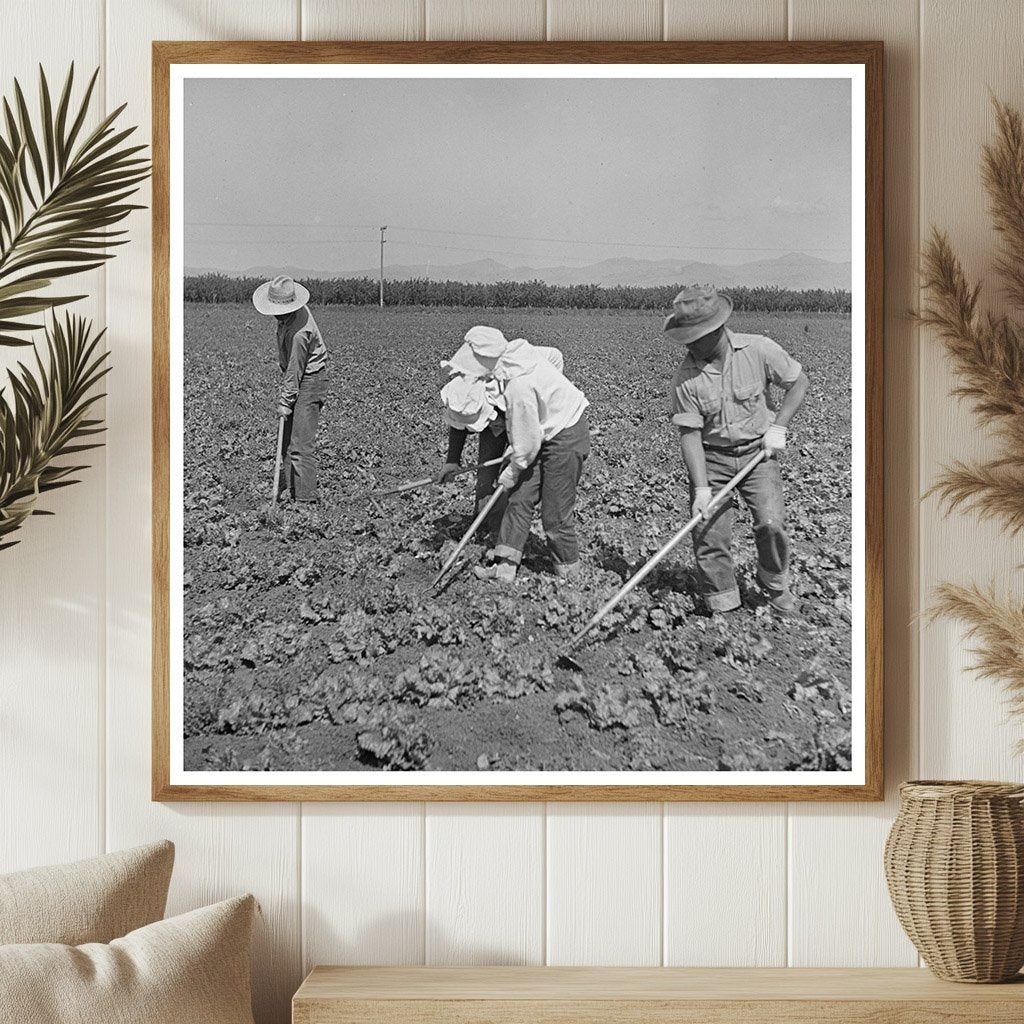 Japanese - Americans Working in San Benito County 1942 - Available at KNOWOL