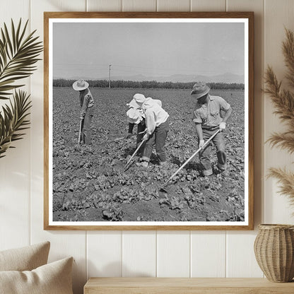 Japanese - Americans Working in San Benito County 1942 - Available at KNOWOL