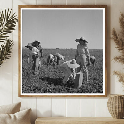 Japanese and White Americans in Celery Field Oregon 1942 - Available at KNOWOL