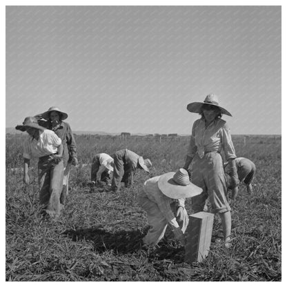 Japanese and White Americans in Celery Field Oregon 1942 - Available at KNOWOL