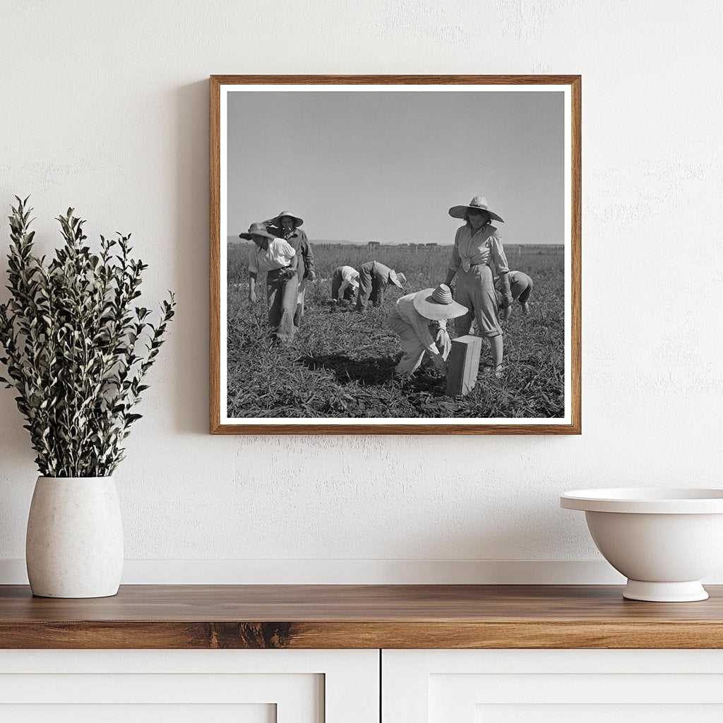 Japanese and White Americans in Celery Field Oregon 1942 - Available at KNOWOL