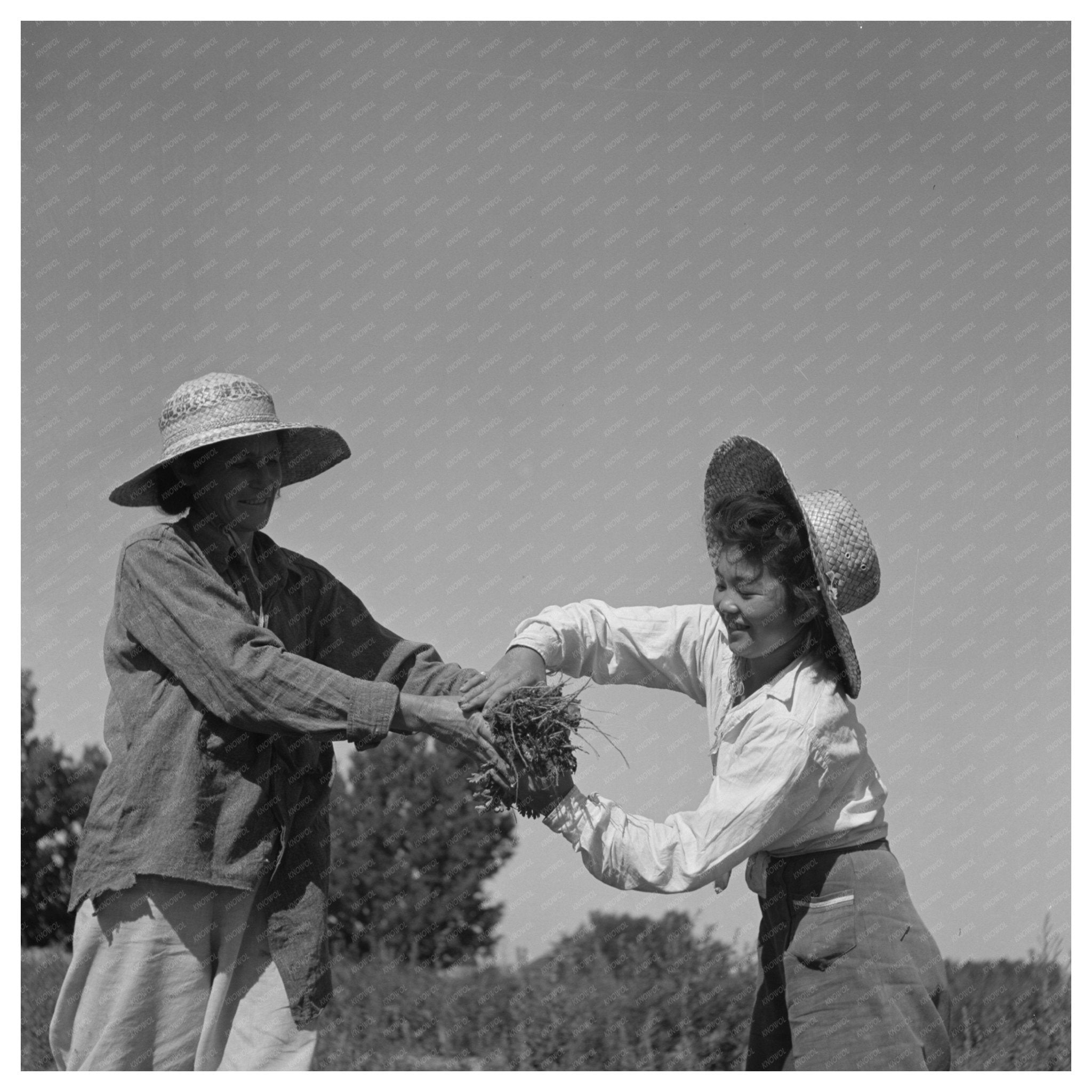 Japanese and White Americans Working in Celery Field 1942 - Available at KNOWOL