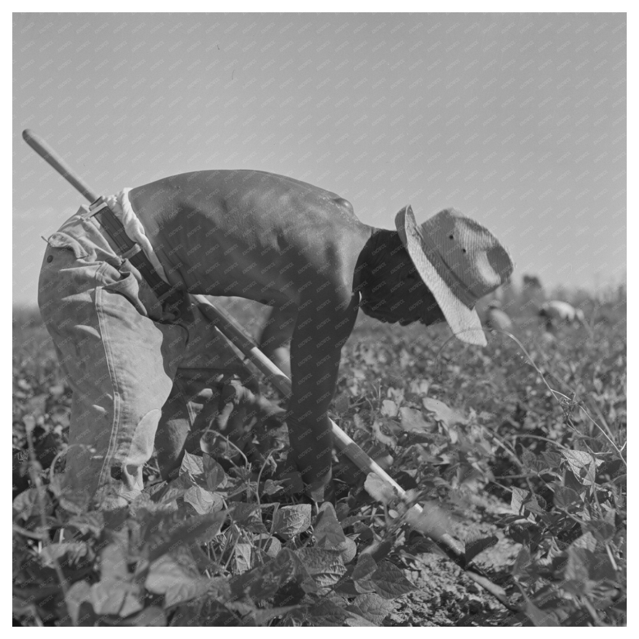 Japanese Farm Worker at Twin Falls County Camp July 1942 - Available at KNOWOL