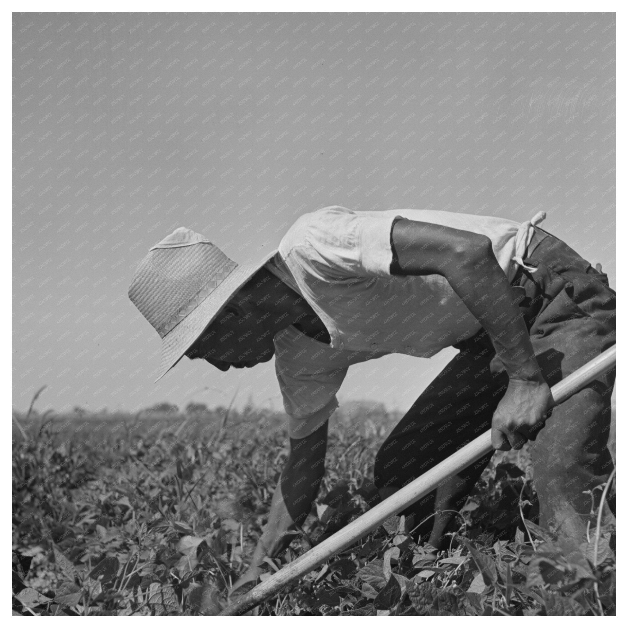 Japanese Farm Workers in Twin Falls Idaho July 1942 - Available at KNOWOL