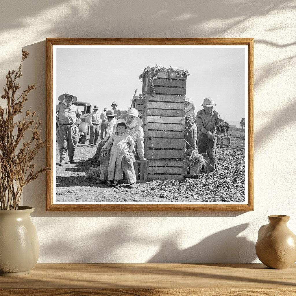 Japanese Workers Packing Broccoli California 1937 - Available at KNOWOL