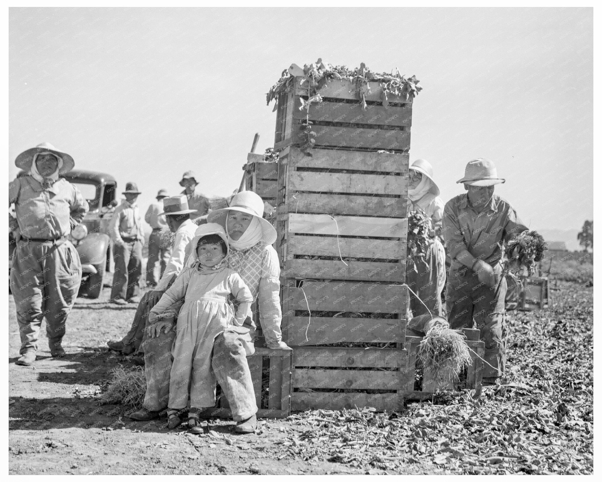 Japanese Workers Packing Broccoli California 1937 - Available at KNOWOL