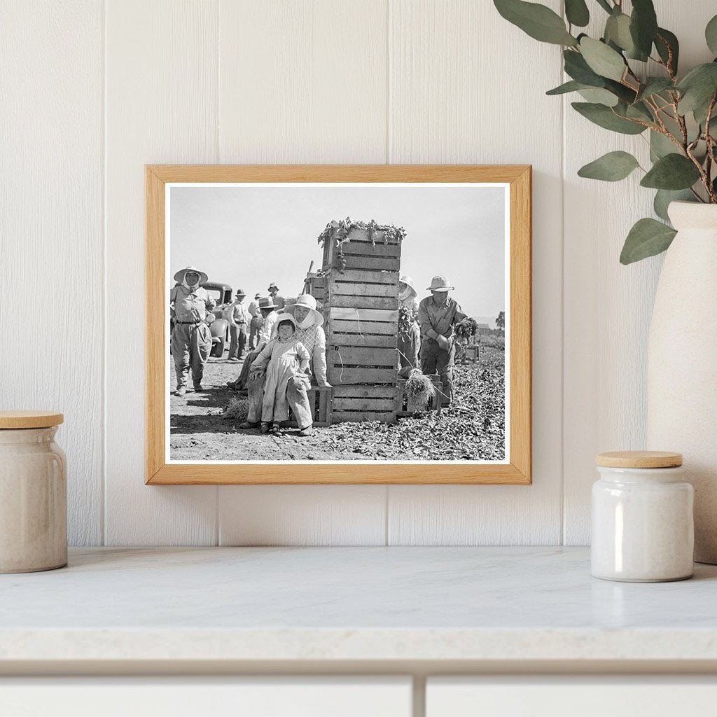 Japanese Workers Packing Broccoli California 1937 - Available at KNOWOL