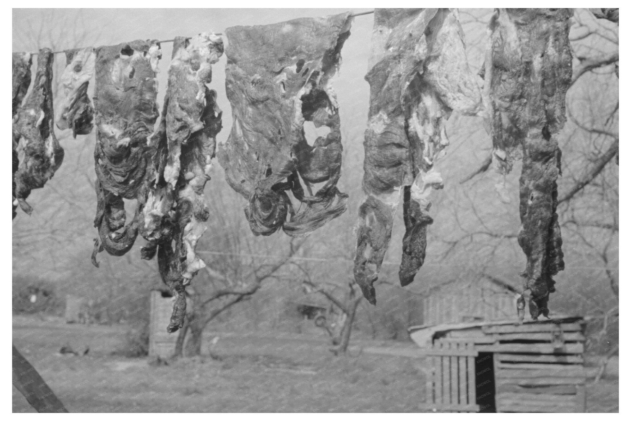 Jerked Beef in Combes Texas February 1939 - Available at KNOWOL