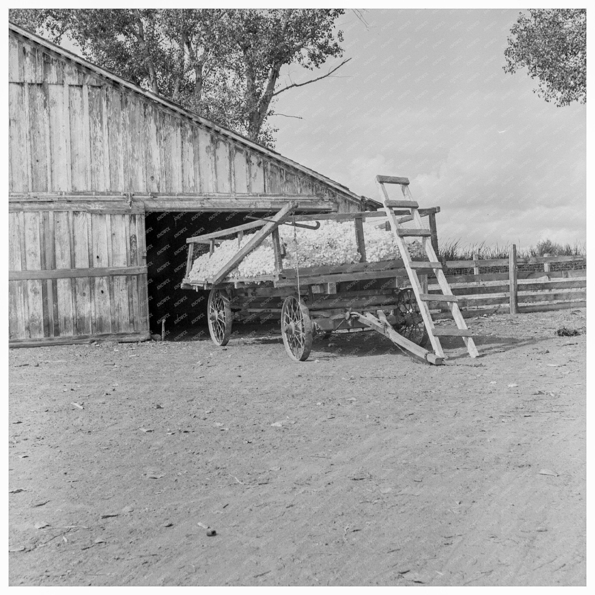 Kern County Cotton Farm Yard Barn and Wagon 1938 - Available at KNOWOL