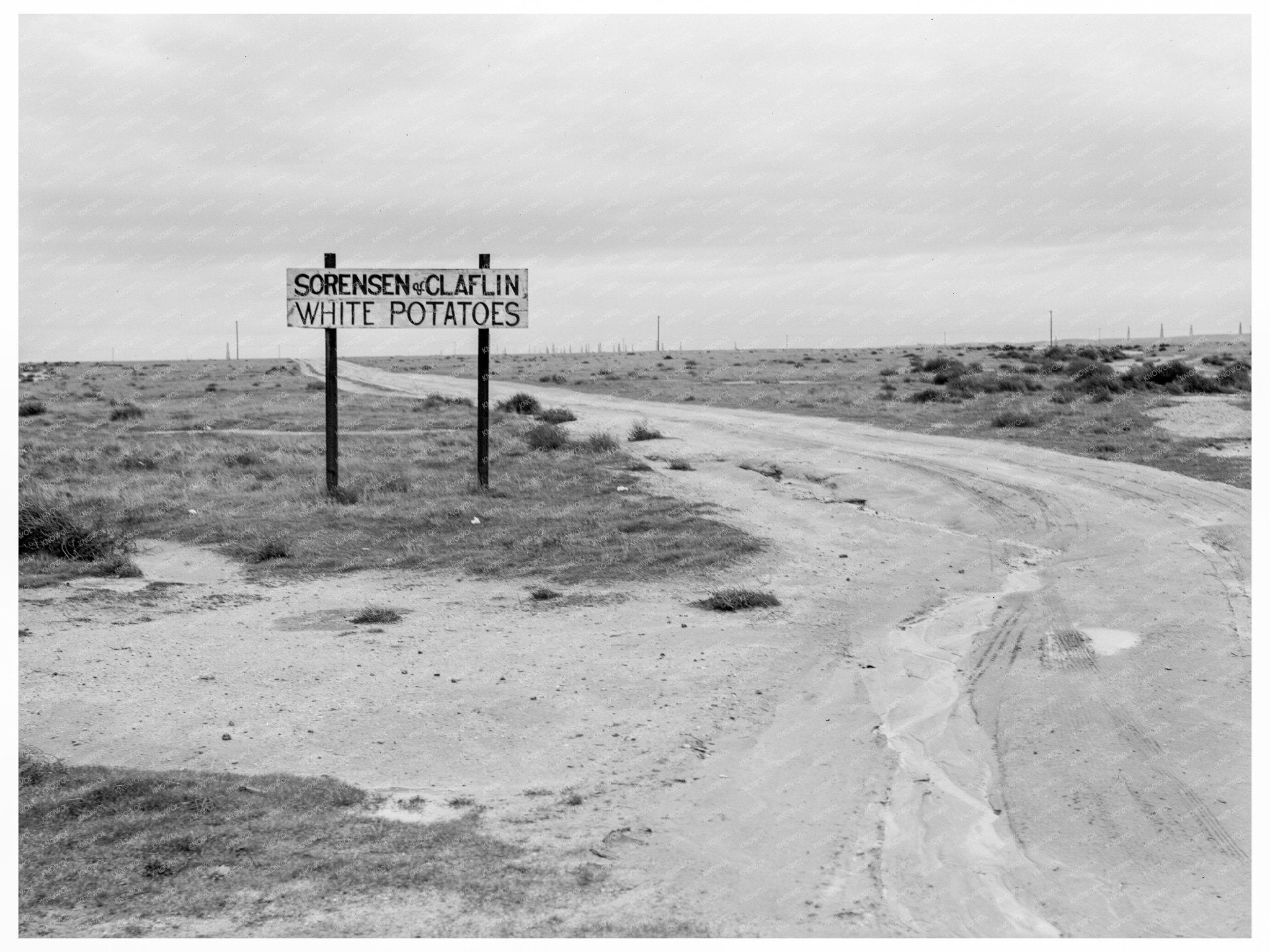 Kern County Potato Farming February 1939 Image - Available at KNOWOL