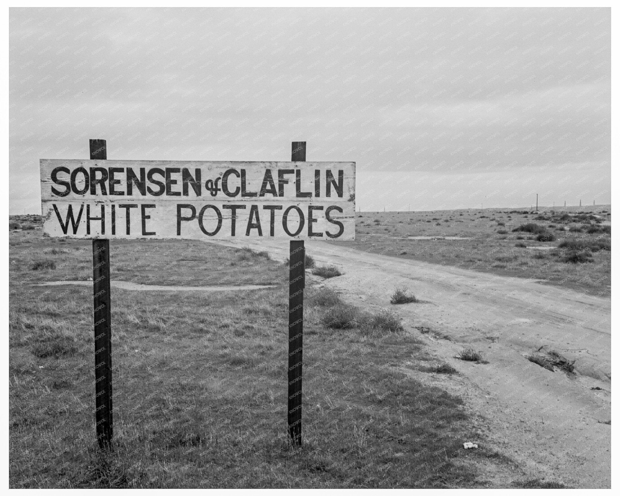 Kern County Potato Farming Landscape February 1939 - Available at KNOWOL