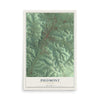 Map of Piedmont, Missouri, 12 x 18 inch unframed archival matte print