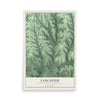 Map of Lancaster, Butler County, Pennsylvania, 12 x 18 inch unframed archival matte print