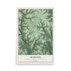 Map of Webster, Vernon County, Wisconsin, 12 x 18 inch unframed archival matte print