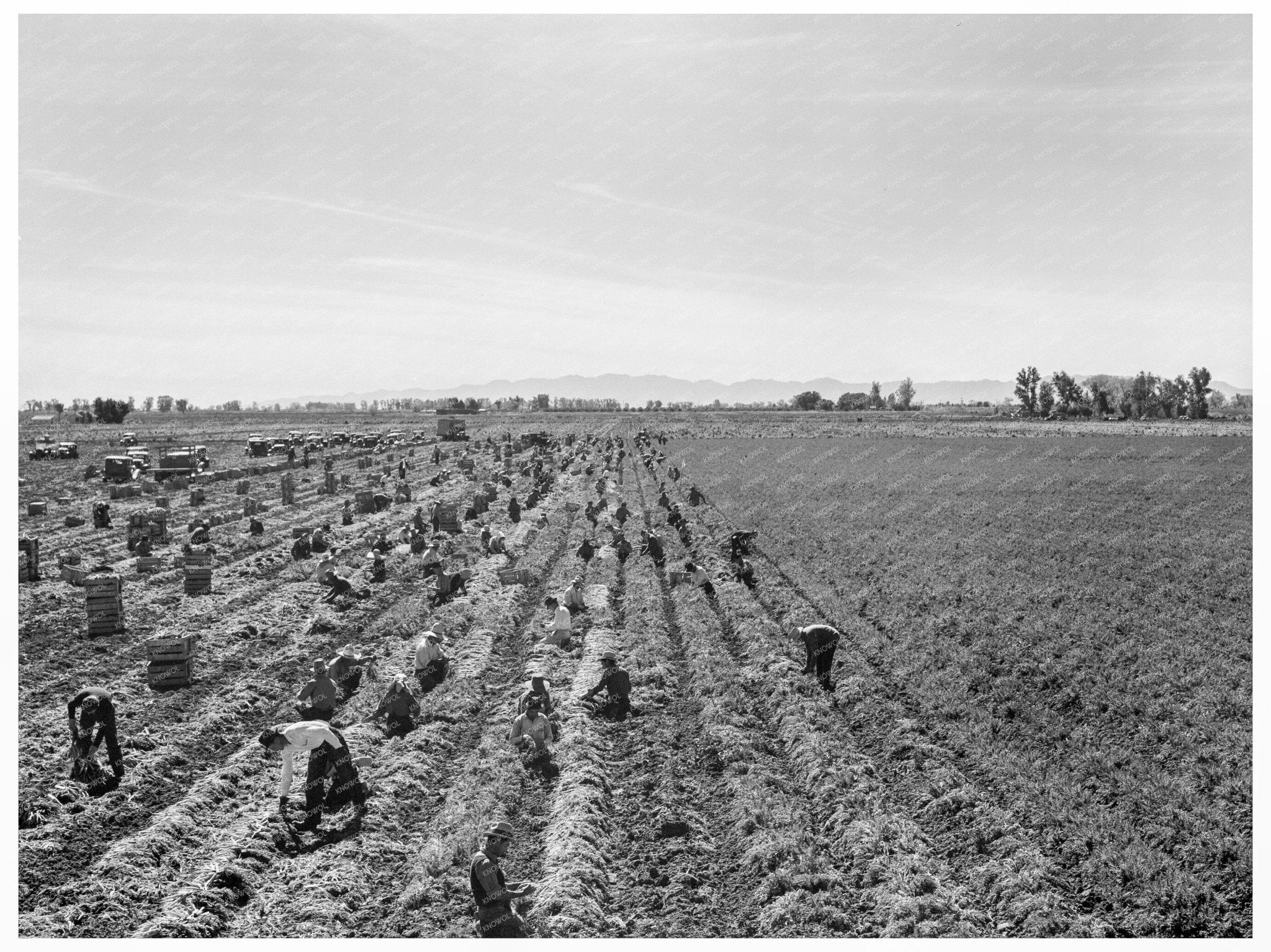 Laborers Harvesting Carrots in Imperial Valley 1939 - Available at KNOWOL