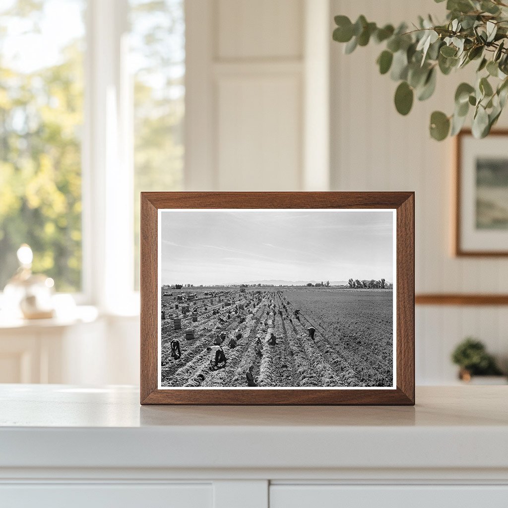 Laborers Harvesting Carrots in Imperial Valley 1939 - Available at KNOWOL