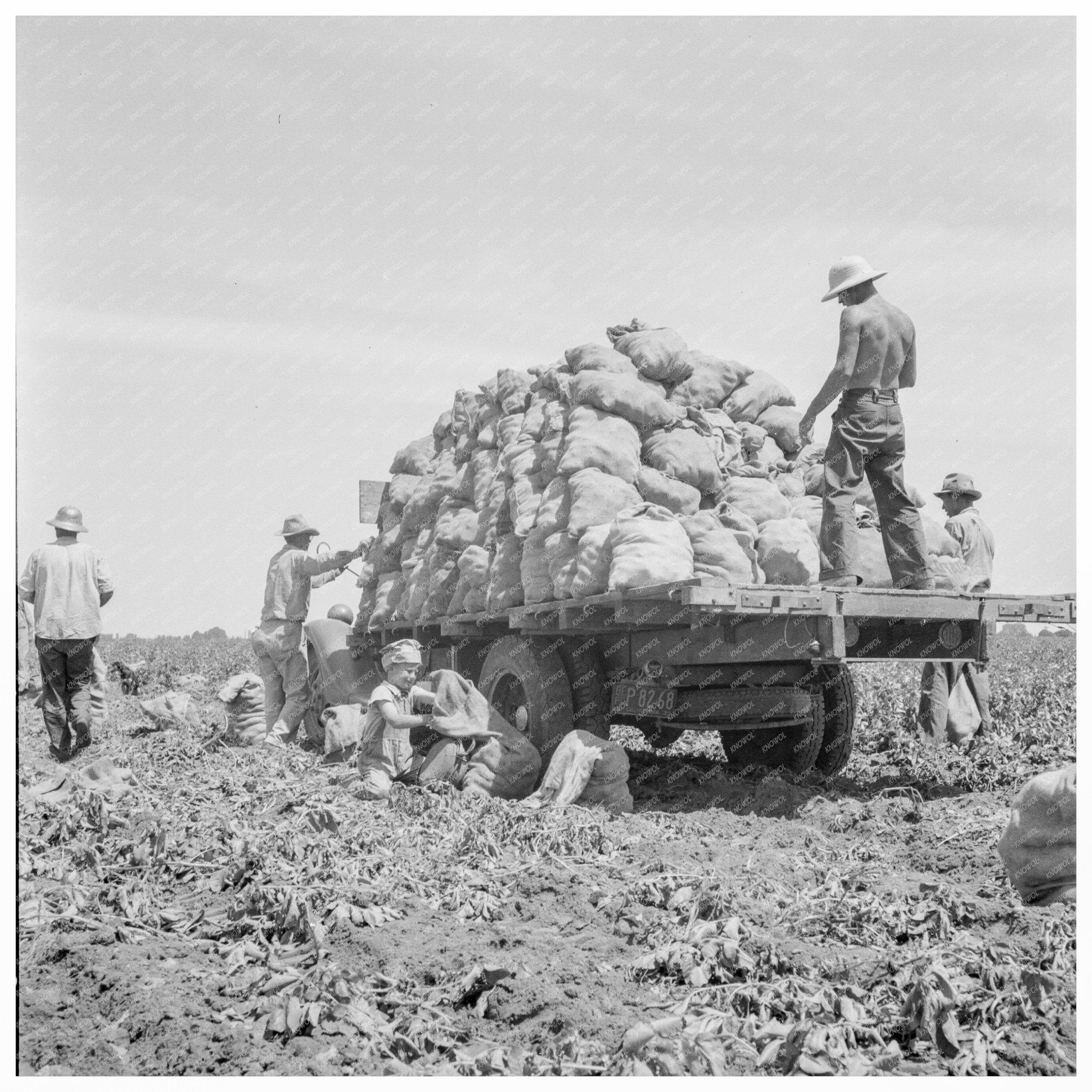 Laborers Harvesting Potatoes in Shafter California 1937 - Available at KNOWOL