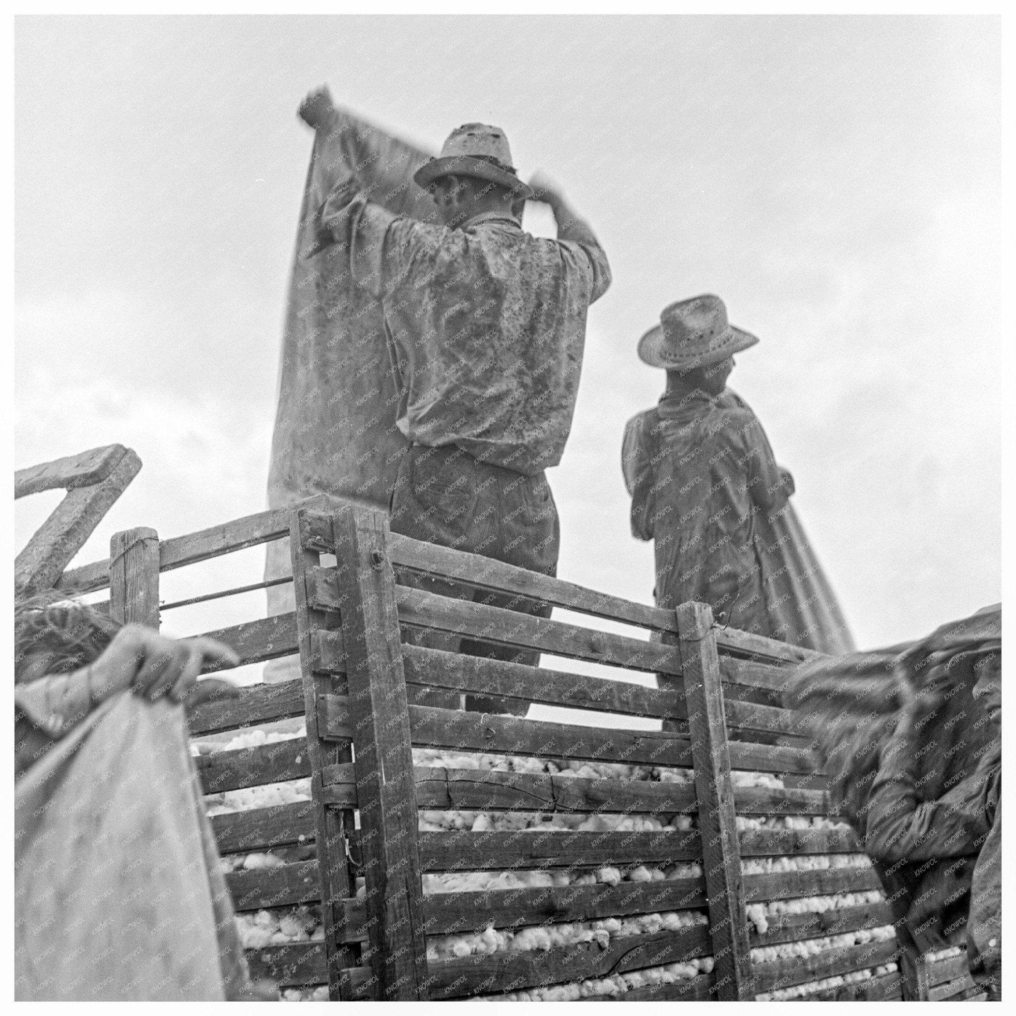 Laborers Loading Cotton San Joaquin Valley 1938 - Available at KNOWOL