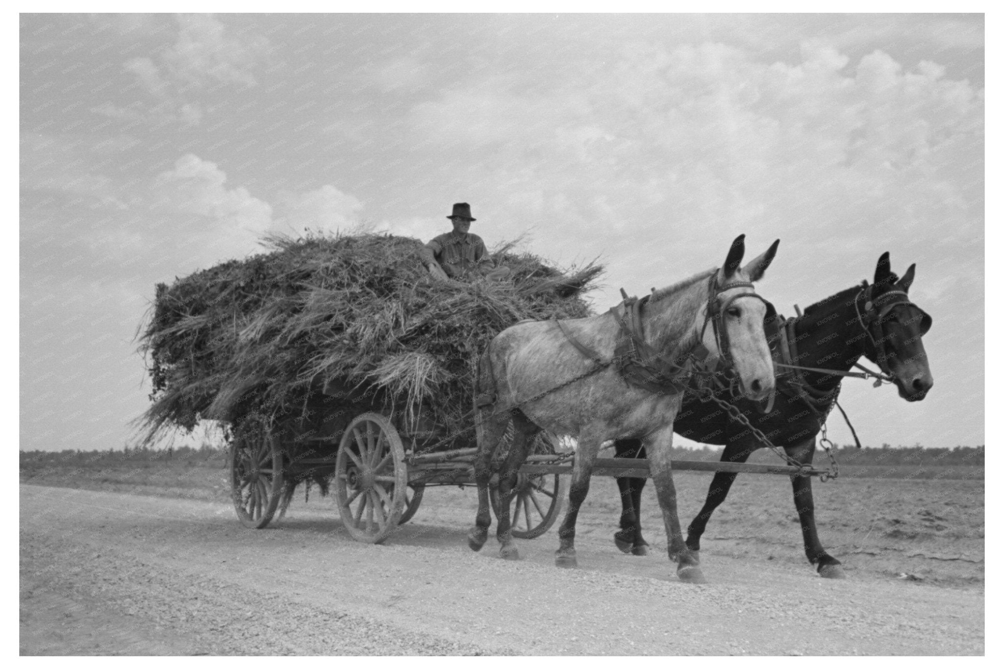 Laborers Moving Soybean Hay in Lake Dick Arkansas 1938 - Available at KNOWOL