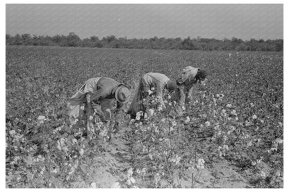 Laborers Picking Cotton Lake Dick Project Arkansas 1938 - Available at KNOWOL