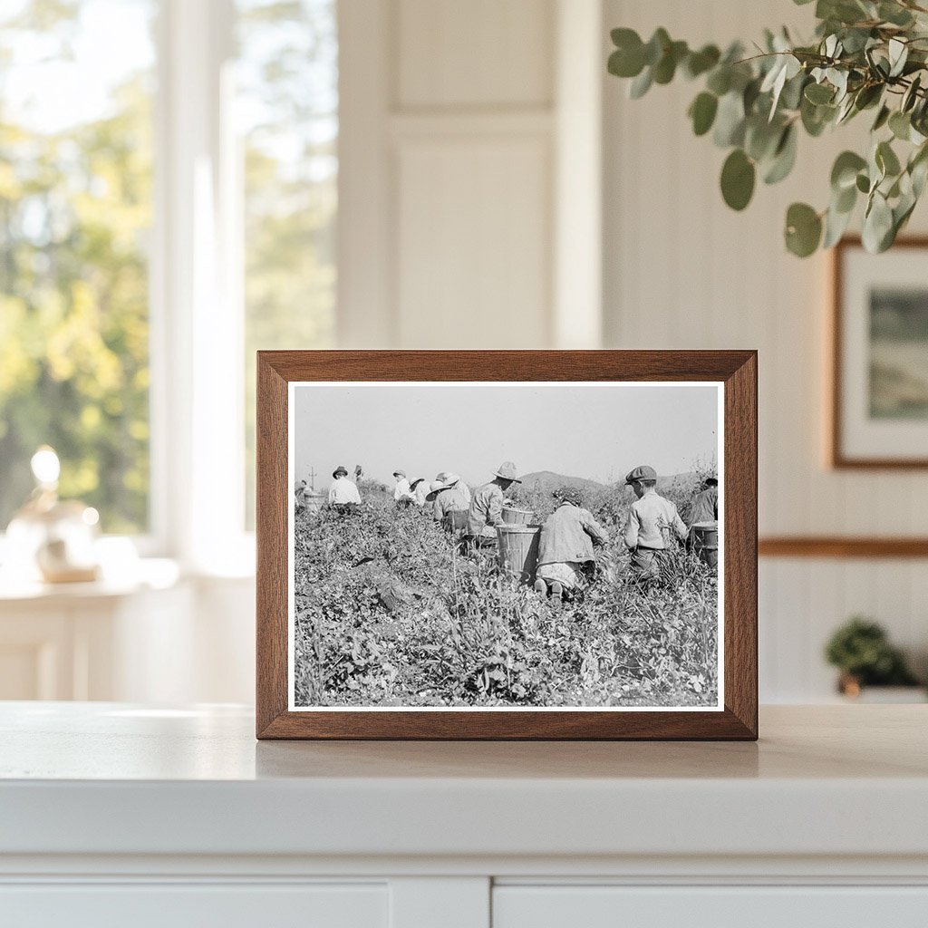 Laborers Picking Peas in Nipomo California 1937 - Available at KNOWOL