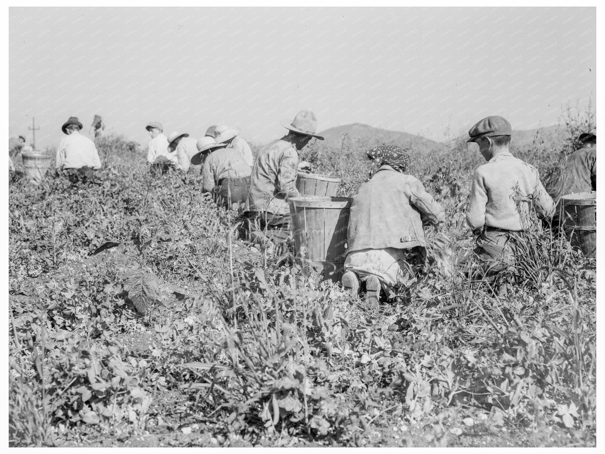 Laborers Picking Peas in Nipomo California 1937 - Available at KNOWOL