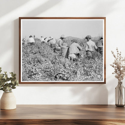 Laborers Picking Peas in Nipomo California 1937 - Available at KNOWOL