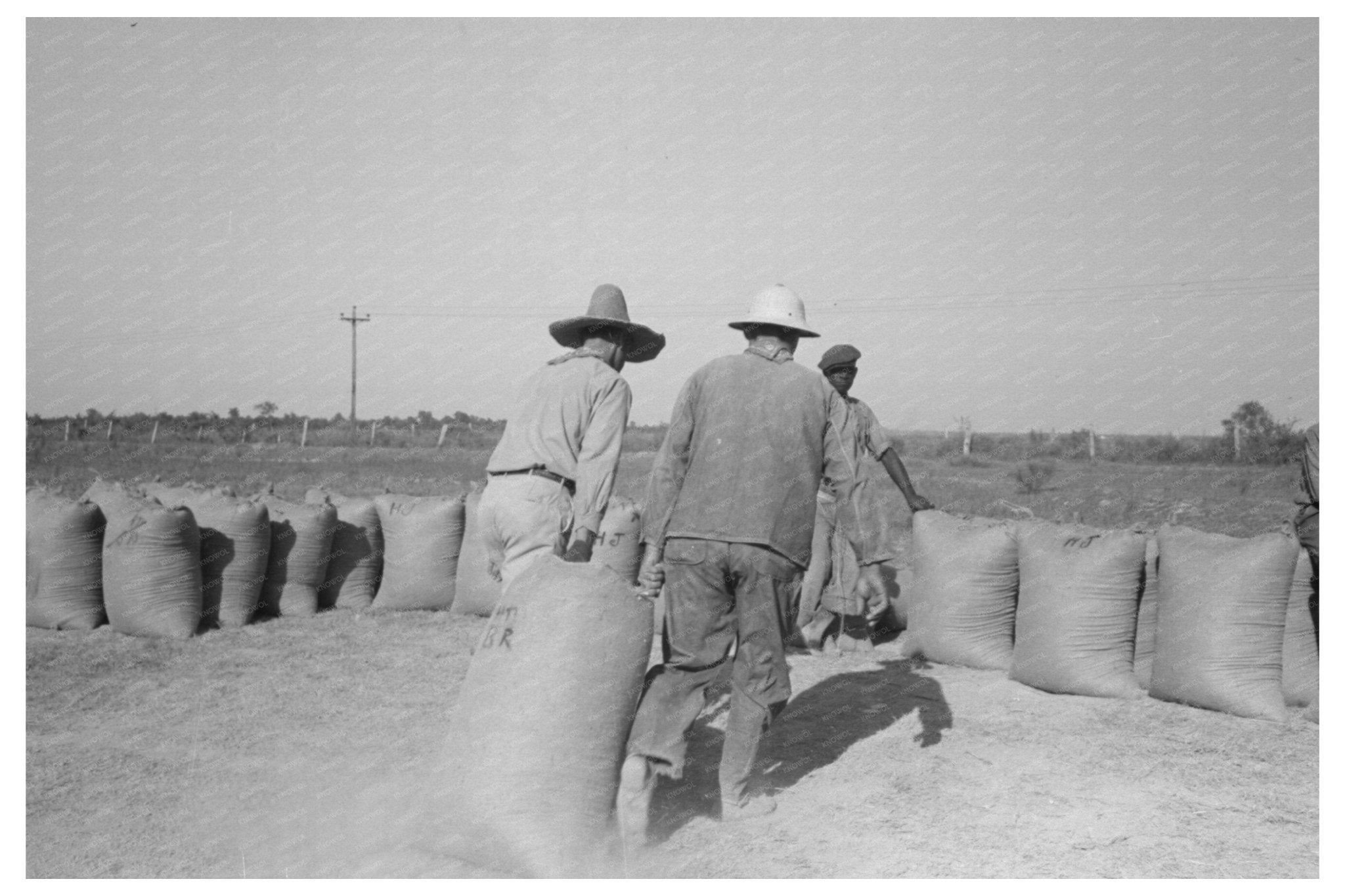 Laborers Transporting Rice in Crowley Louisiana 1938 - Available at KNOWOL