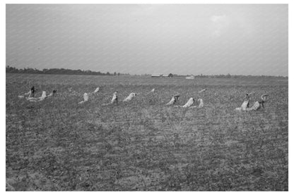 Lake Dick Cooperative Cotton Picking Arkansas 1938 - Available at KNOWOL